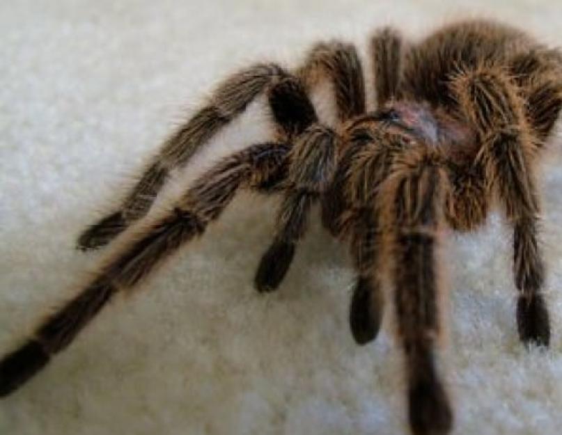 Тарантул. Большой паук. Пауки Якутии. Сирийский паук.